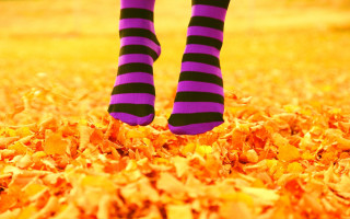 Person striped socks leaves green 2 - a green field in the background free wallpaper