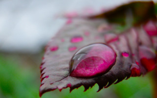 Pink flower water drop macro - a green background and a blurry background behind free wallpaper