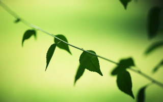 Branch leaves green background macro - a green background behind free wallpaper