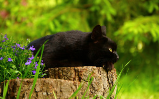 Black cat garden flower bokeh - anne nasmyth free wallpaper