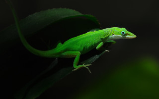 Green lizard blue eye leaf - a green lizard free wallpaper for desktop
