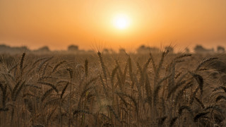 Wheat field sunset orange sky - the distance in the distance free wallpaper for desktop
