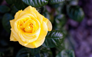 Yellow rose garden bokeh macro - a yellow rose free wallpaper