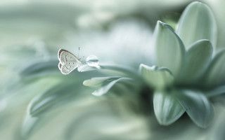 Butterfly flower bokeh macro softcolors - a butterfly free wallpaper for desktop