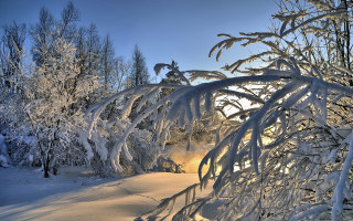 Snow forest sunshine winter nature - forest free wallpaper