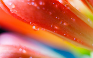 Flower water droplets rainbow background - elizabeth murray free wallpaper