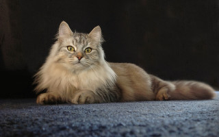 Fluffy cat regal sumatraism marble - fluffy free wallpaper