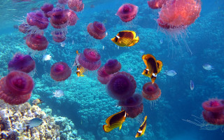 Jellyfish ocean fish coral ecological - other fish free wallpaper for desktop