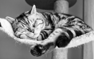 Cat sleeping scratching post blurry - a cat free wallpaper