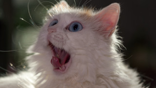 White cat blue eyes open - furry free wallpaper