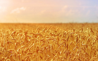 Wheat field sunset fire mountain - heavy grain free wallpaper