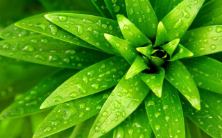 Green leaf water droplets macro 2 - a green plant free wallpaper for desktop