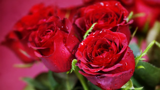 Red roses water droplets bokeh - red rose free wallpaper for desktop