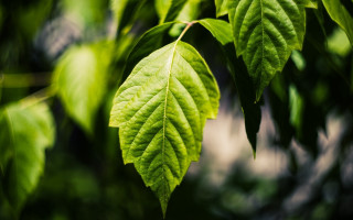 Green leaf sunlight macro nature - a green leaf free wallpaper