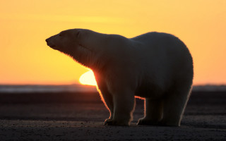 Polar bear beach sunset realistic - a polar bear free wallpaper