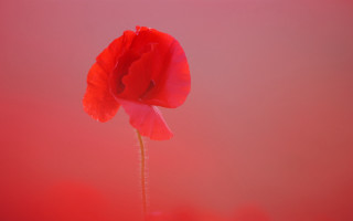 Red flower vase macro award - a vase free wallpaper