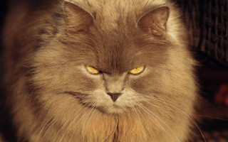Cat yellow eyes serious chair - angry free wallpaper