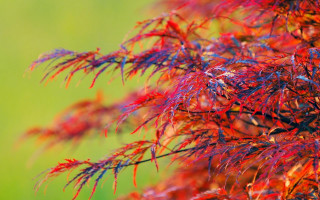 Tree red leaves autumn macro - red leaf free wallpaper for desktop
