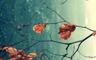 Branch leaves blurry water autumn - florianne becker free wallpaper