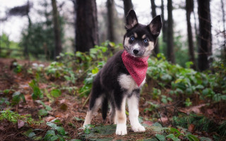 Dog red bandana woods nature - renaissance free wallpaper for desktop