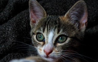 Sad cat green eyes laying - 5 0 mm len free wallpaper