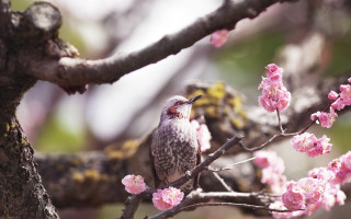 Bird branch cherry blossoms spring 4 - nature photography free wallpaper
