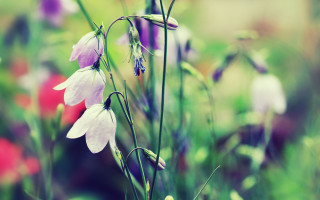 Flowers grass bokeh macro blur - charles rennie mackintosh free wallpaper