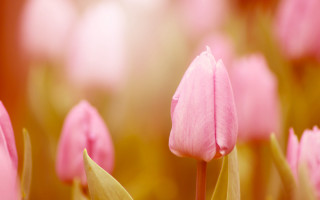 Pink flower closeup shallow depth - a blurry background of flowers free wallpaper