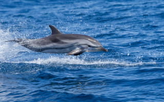 Dolphin jumping water rayonism wildlife - wildlife photography free wallpaper for desktop