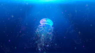 Jellyfish stars bioluminescence aurora moonlight - a jellyfish free wallpaper