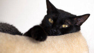 Black cat bed yellow eyes - its paw free wallpaper for desktop