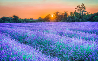 Lavender field sunset trees autumn 2 - a field of lavender free wallpaper