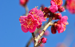 Pink flower branch bokeh blue - blue sky in the background free wallpaper