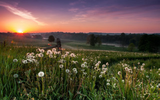 Sunset field bench dandelions nature - free summer wallpaper for desktop