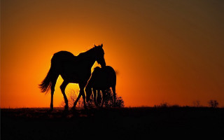 Horses sunset grass backlight silhouette - top of a grass free wallpaper for desktop