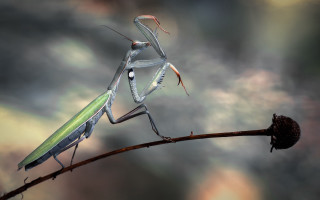 Praying mantis bug branch macro - its back end free wallpaper