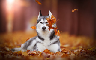 Husky leaves autumn blurry fire - husky free wallpaper for desktop