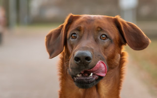 Shiba inu long tongue on - a sidewalk free wallpaper