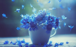 Blue flower butterfly beetle bird - a cup free wallpaper