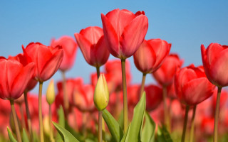 Red tulips blue sky green - a few green leaf free wallpaper