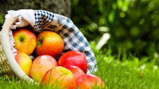 Basket apples grass checkered cloth - cloth free wallpaper