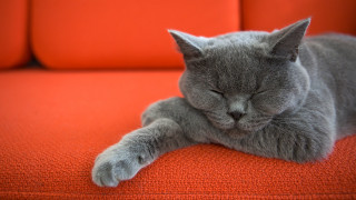 Gray cat sleeping orange couch - its eye free wallpaper