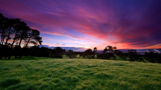 Sunset field trees grass matte - beautiful landscape free wallpaper