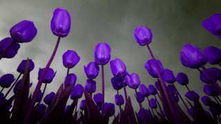 Purple flowers cloudy sky macro - dirck van der lisse free wallpaper