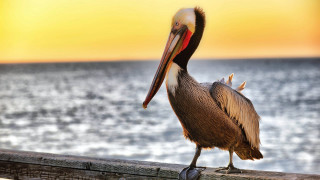 Pelican wooden rail ocean sunset - ecological art free wallpaper