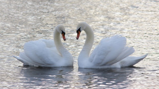 Swans heart shape water ocean - two swan free wallpaper