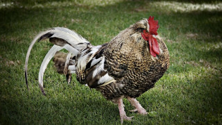 Rooster red comb white tail - a rooster free wallpaper