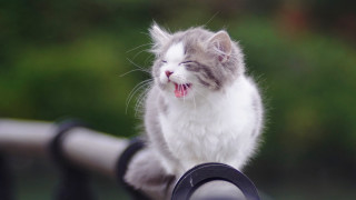 Cat yawning railing outdoor blurry - ayo free wallpaper