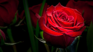 Red rose bouquet neoromantic 3d - green stem and leaves free wallpaper