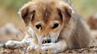 Dog sad grass paw looking - sad free wallpaper
